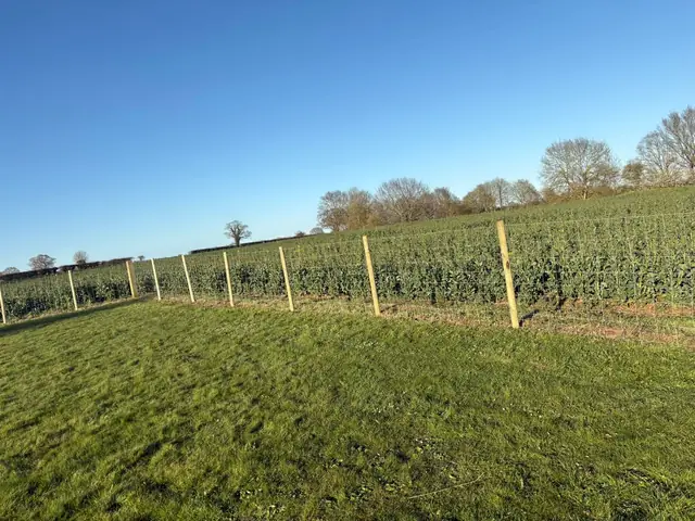 Line of new timber fence posts set along the edge of a field