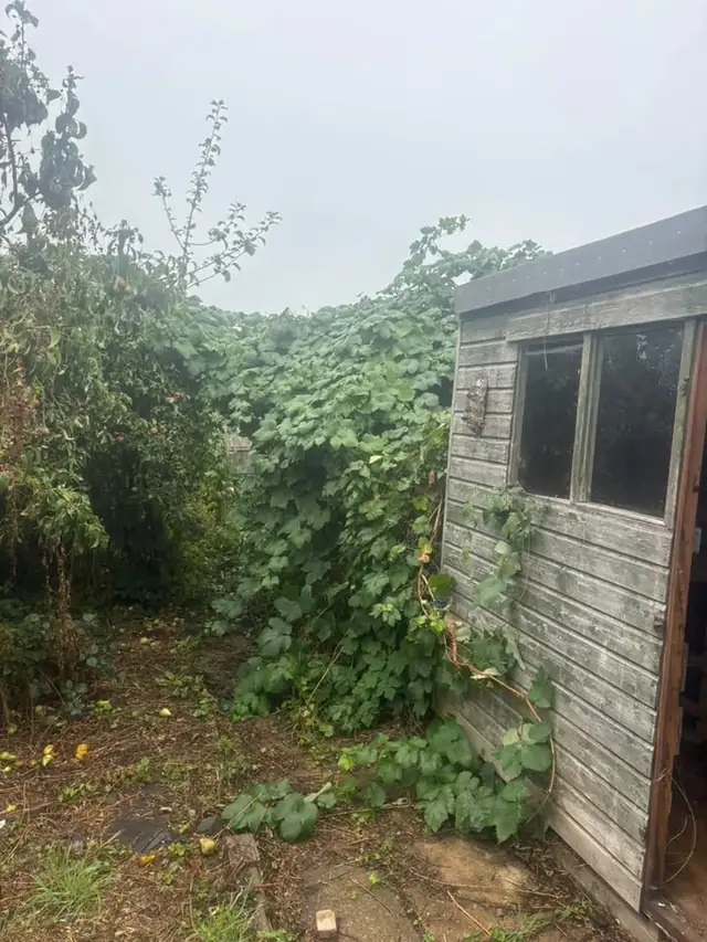Overgrown garden corner with brambles growing over an old timber shed